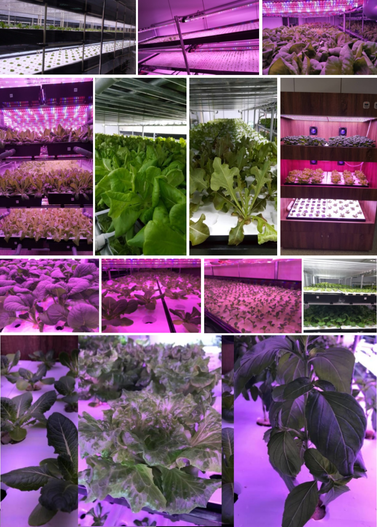 plant02